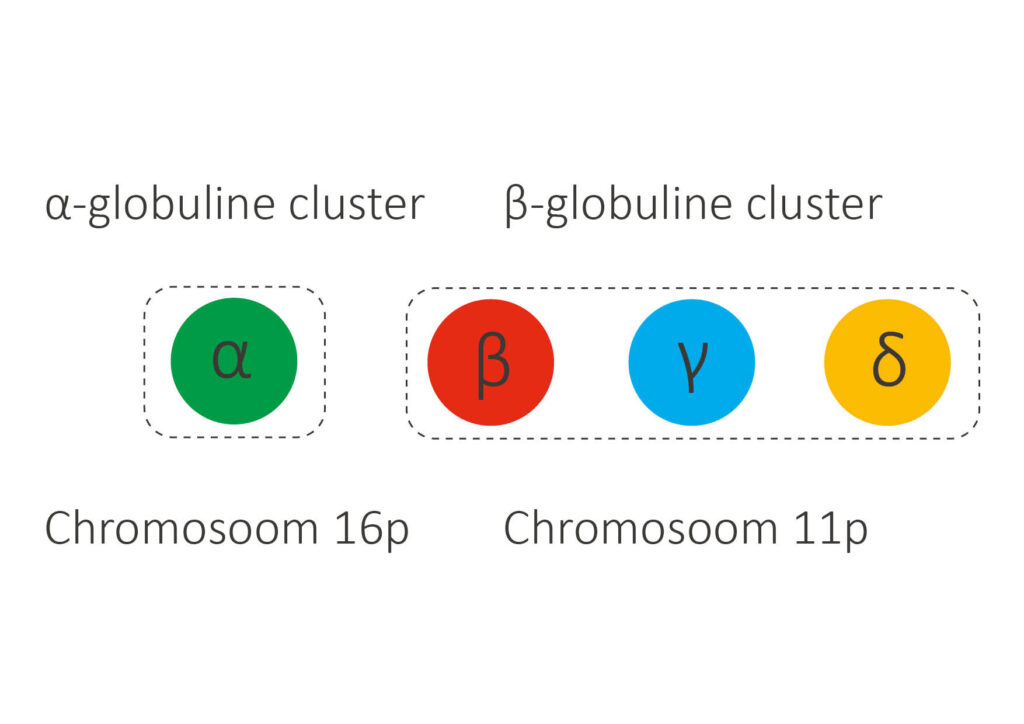 Globineclusters Hemoglobinopathieën